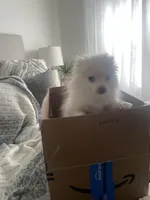 Cuddles, a male Pomeranian for sale in Decatur, TN – Photo 5 of 6