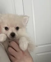 Cuddles, a male Pomeranian for sale in Decatur, TN – Photo 2 of 6