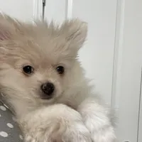 Cuddles, a male Pomeranian for sale in Decatur, TN – Photo 3 of 6