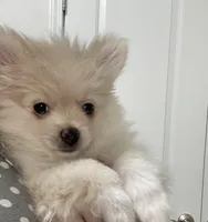 Cuddles, a male Pomeranian for sale in Decatur, TN – Photo 1 of 4