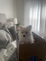 Cuddles, a male Pomeranian for sale in Decatur, TN – Photo 6 of 6