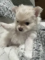 Cuddles, a male Pomeranian for sale in Decatur, TN – Photo 3 of 4