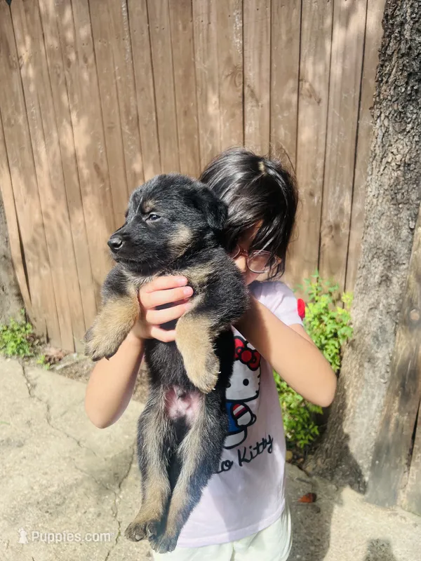 Girl puppy – German Shepherd Dog, Doberman Pinscher puppy for sale in Dallas, TX