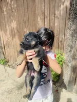 Girl puppy, a female German Shepherd Dog and Doberman Pinscher for sale in Dallas, TX – 1 of 1