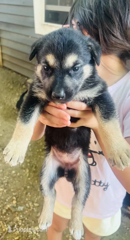 Girl  – German Shepherd Dog, Doberman Pinscher puppy for sale in Dallas, TX