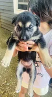 Girl , a female German Shepherd Dog and Doberman Pinscher for sale in Dallas, TX – 1 of 1