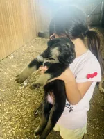 Girl, a female German Shepherd Dog and Doberman Pinscher for sale in Dallas, TX – 1 of 1