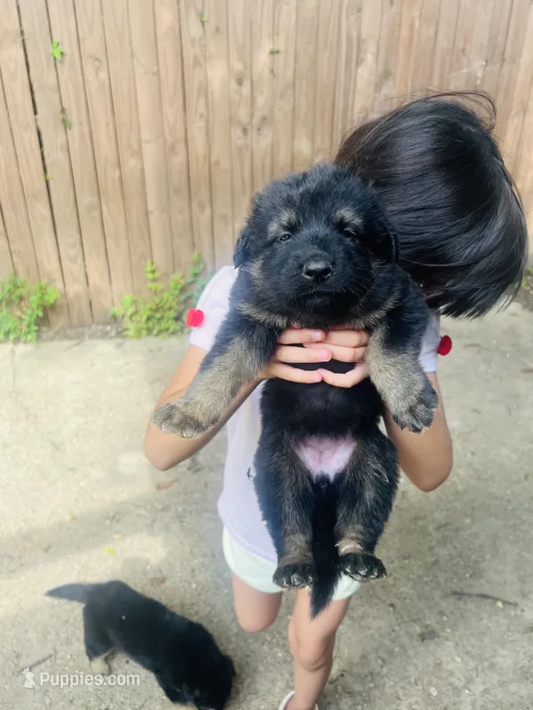 N/a – German Shepherd Dog, Doberman Pinscher puppy for sale in Dallas, TX