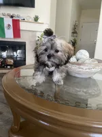 Chrysanthemum , a female Shih Tzu for sale in San Jose, CA – 2 of 3