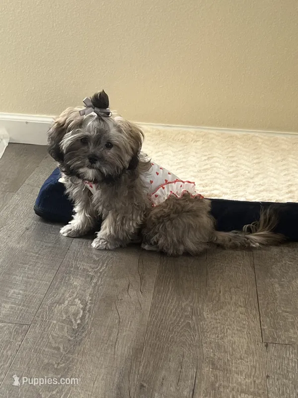 Chrysanthemum  – Shih Tzu puppy for sale in San Jose, CA