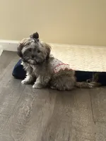 Chrysanthemum , a female Shih Tzu for sale in San Jose, CA – 1 of 3