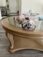 Chrysanthemum , a female Shih Tzu for sale in San Jose, CA – 3 of 3