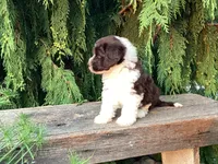 Roscoe, a male Portuguese Water Dog for sale in Millersburg, OH – 7 of 7
