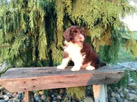 Hali, a female Portuguese Water Dog for sale in Millersburg, OH – 3 of 5