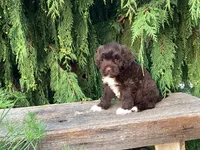 Kade, a male Portuguese Water Dog for sale in Millersburg, OH – 4 of 6
