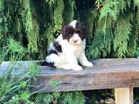 Lincoln, a male Portuguese Water Dog for sale in Millersburg, OH – 4 of 8