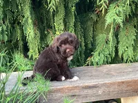 Kade, a male Portuguese Water Dog for sale in Millersburg, OH – 3 of 6