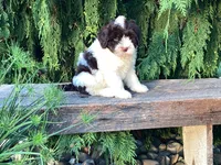 Lincoln, a male Portuguese Water Dog for sale in Millersburg, OH – 3 of 8