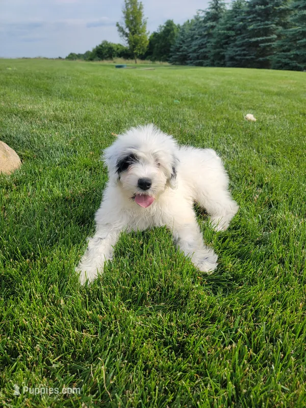 Maverick  – Portuguese Water Dog puppy for sale in Millersburg, OH