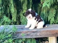 Lincoln, a male Portuguese Water Dog for sale in Millersburg, OH – 8 of 8