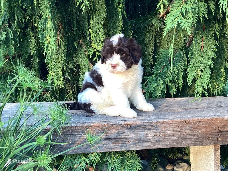 Lincoln – Portuguese Water Dog puppy for sale in Millersburg, OH