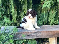 Lincoln, a male Portuguese Water Dog for sale in Millersburg, OH – 7 of 8
