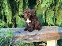 Zeke, a male Portuguese Water Dog for sale in Millersburg, OH – 4 of 5