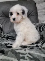 Maverick , a male Portuguese Water Dog for sale in Millersburg, OH – 4 of 6