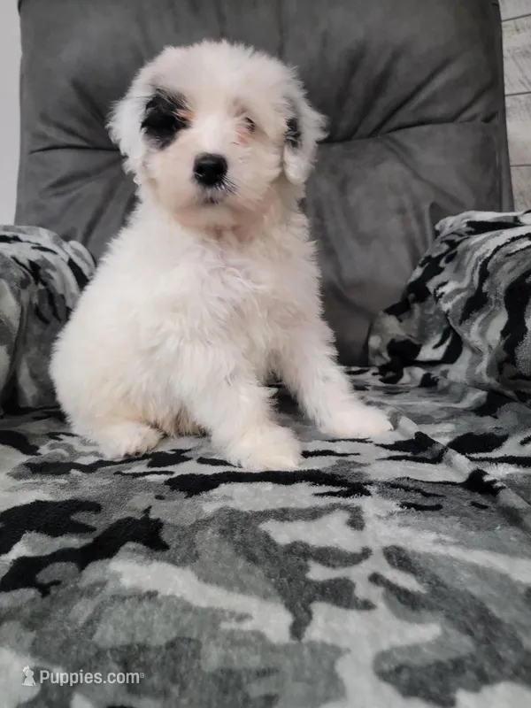 Maverick  – Portuguese Water Dog puppy for sale in Millersburg, OH