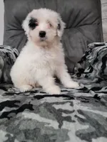 Maverick , a male Portuguese Water Dog for sale in Millersburg, OH – 1 of 6