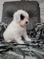 Maverick , a male Portuguese Water Dog for sale in Millersburg, OH – 5 of 6