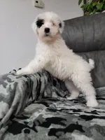 Maverick , a male Portuguese Water Dog for sale in Millersburg, OH – 2 of 6