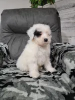 Maverick , a male Portuguese Water Dog for sale in Millersburg, OH – 6 of 6