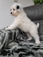 Maverick , a male Portuguese Water Dog for sale in Millersburg, OH – 3 of 6