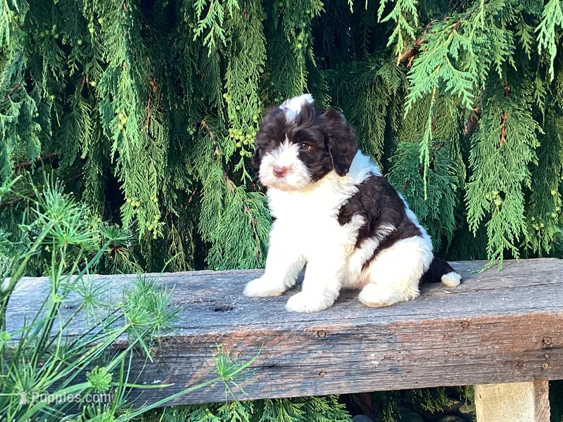 Lincoln – Portuguese Water Dog puppy for sale in Millersburg, OH