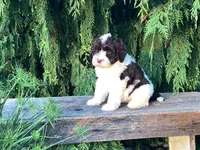 Lincoln, a male Portuguese Water Dog for sale in Millersburg, OH – 1 of 8