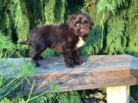 Zeke, a male Portuguese Water Dog for sale in Millersburg, OH – 5 of 5