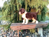 Hali, a female Portuguese Water Dog for sale in Millersburg, OH – 2 of 5
