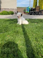 Mason, a male Portuguese Water Dog for sale in Millersburg, OH – 3 of 9