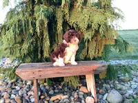 Hali, a female Portuguese Water Dog for sale in Millersburg, OH – 4 of 5