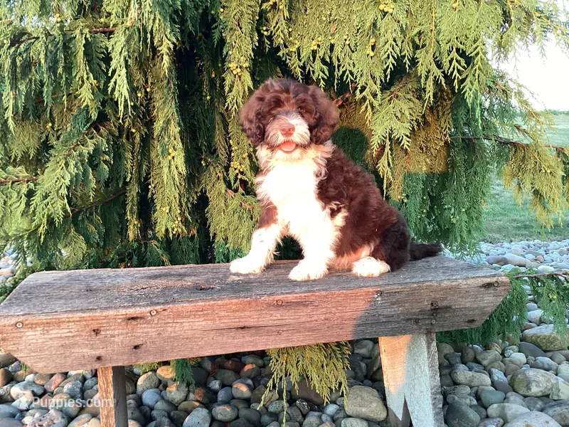 Hali – Portuguese Water Dog puppy for sale in Millersburg, OH