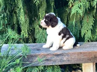 Lincoln, a male Portuguese Water Dog for sale in Millersburg, OH – 6 of 8