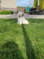 Mason, a male Portuguese Water Dog for sale in Millersburg, OH – 2 of 9