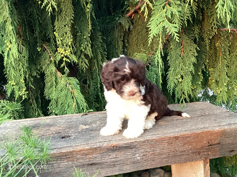 Roscoe – Portuguese Water Dog puppy for sale in Millersburg, OH
