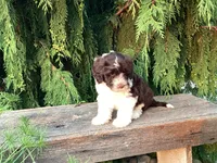 Roscoe, a male Portuguese Water Dog for sale in Millersburg, OH – 1 of 7