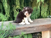Roscoe, a male Portuguese Water Dog for sale in Millersburg, OH – 5 of 7