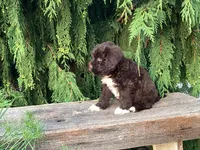 Kade, a male Portuguese Water Dog for sale in Millersburg, OH – 5 of 6