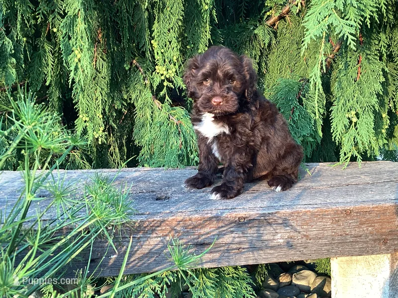 Zeke – Portuguese Water Dog puppy for sale in Millersburg, OH