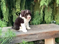 Roscoe, a male Portuguese Water Dog for sale in Millersburg, OH – 3 of 7