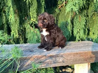Zeke, a male Portuguese Water Dog for sale in Millersburg, OH – 3 of 5